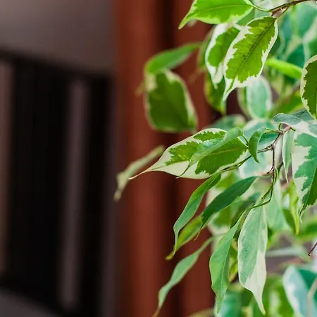 Vogelhaus * Rosenthal (Saxony)